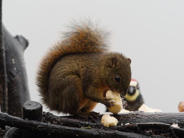 <h3><a href="/trips/costa-rica/biota/animalia/chordata/mammalia/rodentia/sciuridae/sciurus granatensis/sciurus granatensis-nl.html">Sciurus&nbsp;granatensis</a> / Red‑tailed&nbsp;squirrel / </h3>OM-1 met M.40-150mm F2.8 + MC-14, 1/2000 sec  bij F5.6, ISO 4000, afstand 3.91&nbsp;m